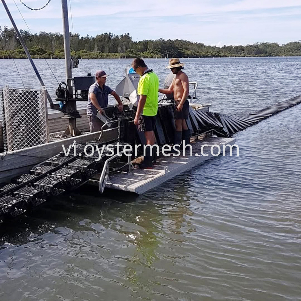 Oyster Cradle Rolling Culture Usage (3)